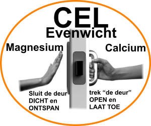 magnesium-calcium-balans